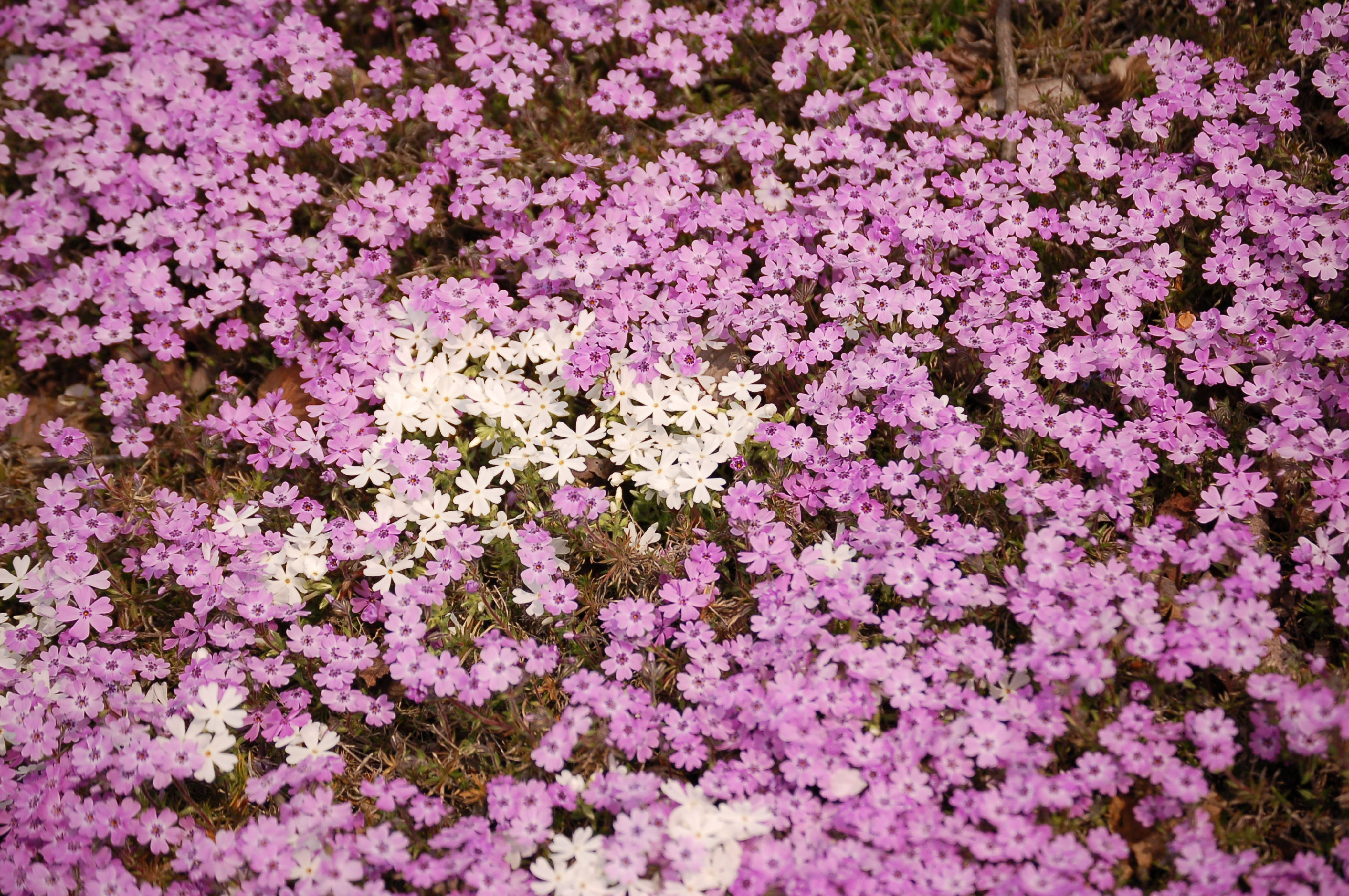 꽃잔디