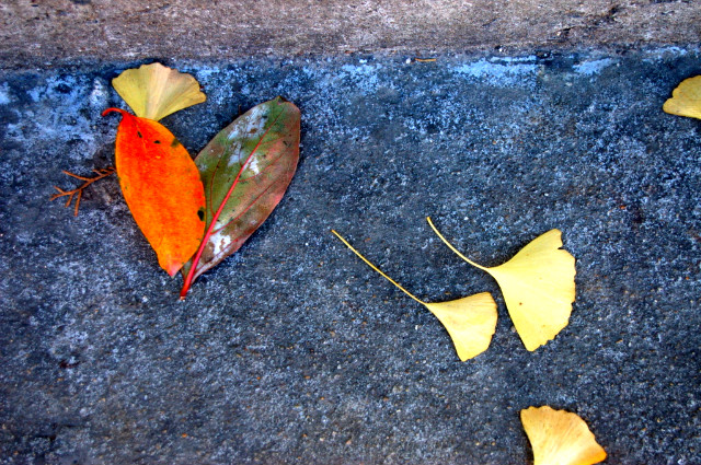 2008.11.04 <낙생고등학교>