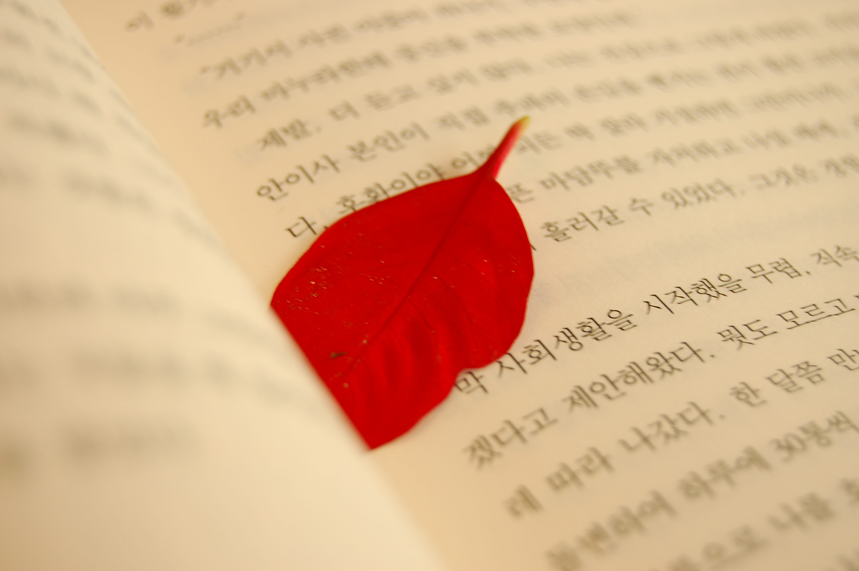 사진사진